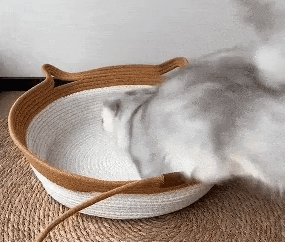 Everything Indoor Cats Are Missing